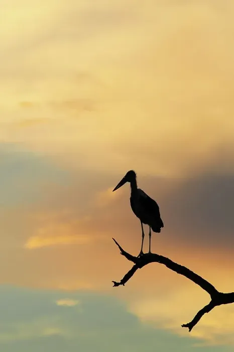 Framed Print : Marabou Stork (Leptopilos crumeniferns) in dead tree at sunset Framed Print : Marabou Stork (Leptopilos crumeniferns) in dead tree at sunset