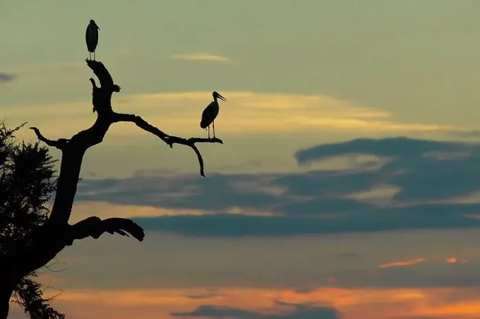 Framed Print : Marabou Stork (Leptopilos crumeniferns) in dead tree at sunset Framed Print : Marabou Stork (Leptopilos crumeniferns) in dead tree at sunset