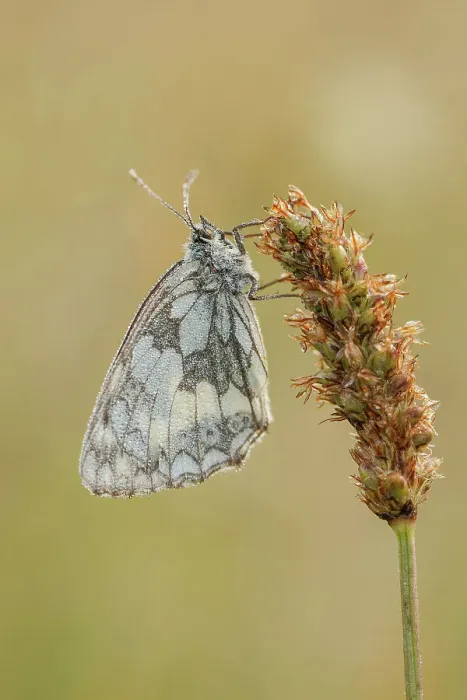 Framed Print : Marbled White Butterfly. (Melanargia galathea)Folded wing grass stalk dew drops
