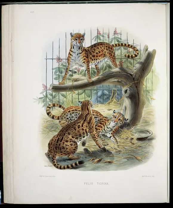 Framed Print : The Margay (Felis Tigrina) 1883 Daniel Giraud Elliot (1835-1915 American) Monograph Academy of Natural Sciences Framed Print : The Margay (Felis Tigrina) 1883 Daniel Giraud Elliot (1835-1915 American) Monograph Academy of Natural Sciences