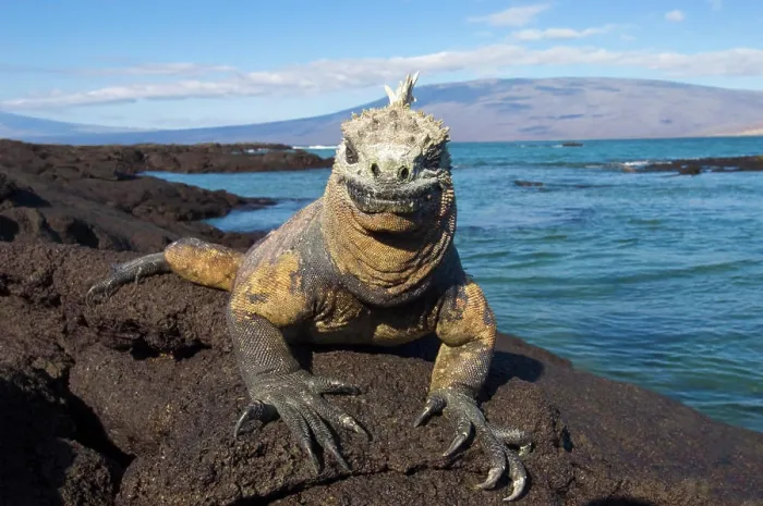 Framed Print : Marine iguana Amblyrhynchus cristatus, Fernandina Island, Galapagos Archipelago, Ecuador Framed Print : Marine iguana Amblyrhynchus cristatus, Fernandina Island, Galapagos Archipelago, Ecuador