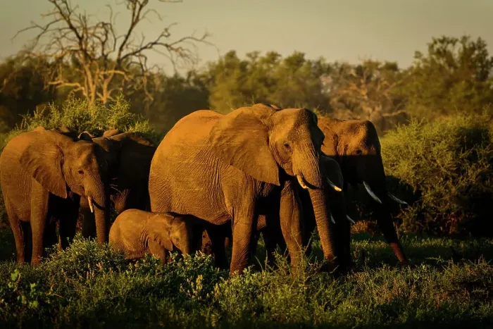 Framed Print : Mashatu Game Reserve
