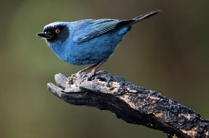 Framed Print : Masked Flowerpiercer (Diglossopis cyanea) perching on a branch Framed Print : Masked Flowerpiercer (Diglossopis cyanea) perching on a branch