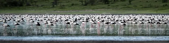 Framed Print : Massive aggregation of White Storks (Ciconia ciconia) at dusk