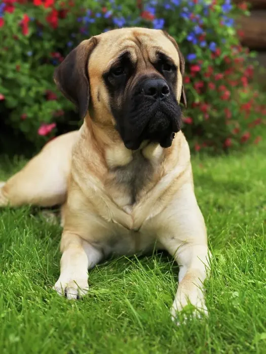Framed Print : Mastiff, AKC, 1 1 / 2-year-old Doug photographed in Palmer Framed Print : Mastiff, AKC, 1 1 / 2-year-old Doug photographed in Palmer