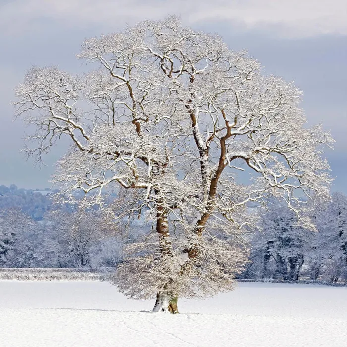 Framed Print : Mature Oak Tree - covered in winter snow (Quercus sp). Herefordshire - UK