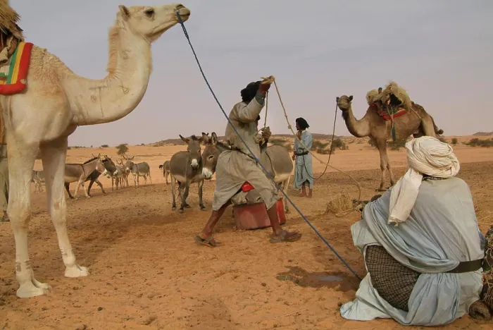Framed Print : Mauritania, Rachid, Wadi Rachid, Nomads and dromedaries at the well Framed Print : Mauritania, Rachid, Wadi Rachid, Nomads and dromedaries at the well