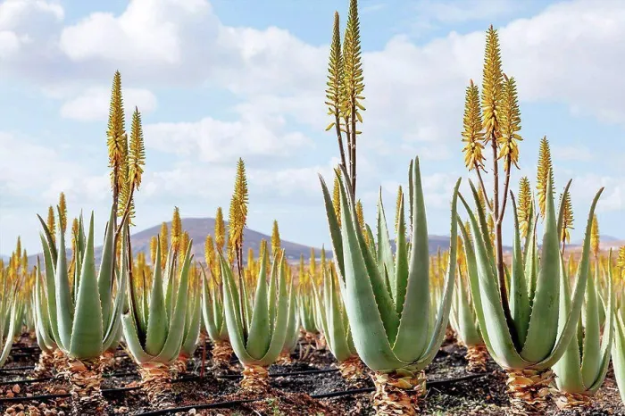 Framed Print : Medicinal aloe vera plants, Fuerteventura, Canary Islands Framed Print : Medicinal aloe vera plants, Fuerteventura, Canary Islands