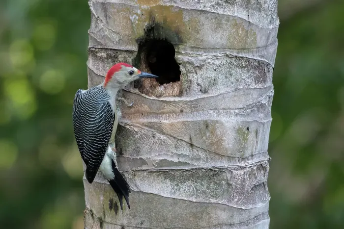Framed Print : Melanerpes aurifrons, A Male Golden-Fronted Woodpecker Peers into a Nest Hole Framed Print : Melanerpes aurifrons, A Male Golden-Fronted Woodpecker Peers into a Nest Hole