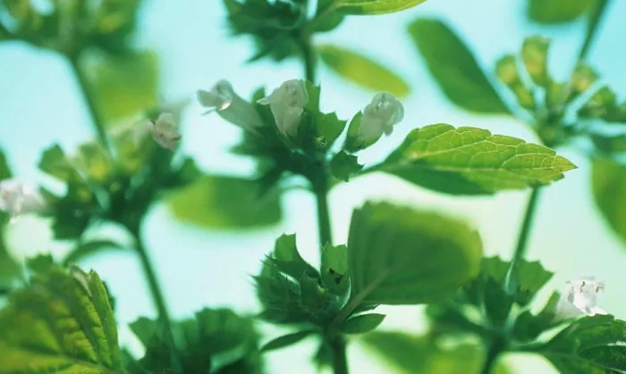 Framed Print : Melissa officinalis, Lemon balm