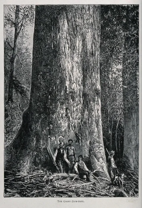Framed Print : Four men standing by the huge trunk of an Australian mountain ash tree (Eucalyptus species). Wood engraving, c. 1867 Framed Print : Four men standing by the huge trunk of an Australian mountain ash tree (Eucalyptus species). Wood engraving, c. 1867