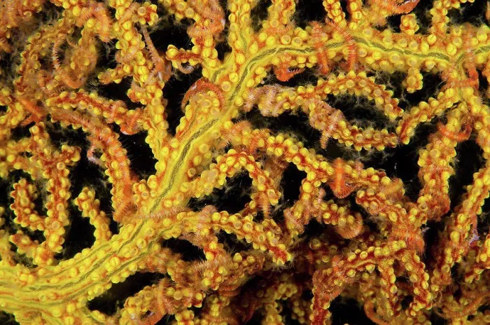 Framed Print : Mexico, Baja California, Sea of Cortez, soft coral or gorgonian detail with brittle stars around its branches