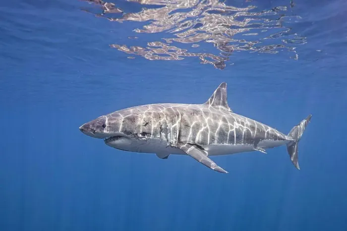 Framed Print : Mexico, Guadalupe Island, Great white shark (Carcharodon carcharias) underwater
