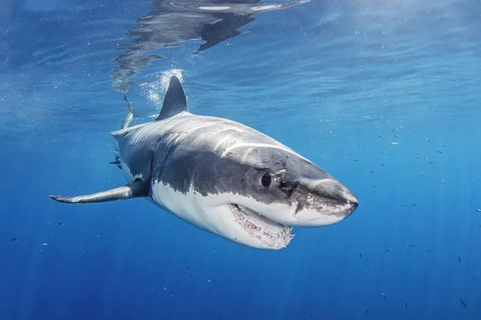 Framed Print : Mexico, Guadalupe Island, Great white shark in sea Framed Print : Mexico, Guadalupe Island, Great white shark in sea