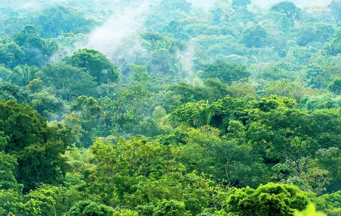 Framed Print : Mexico Jungle Landscape Jungle landscape scenic in Chiapas, Mexico Copyright: xZoonar.com / TimxHesterx 11761272 Framed Print : Mexico Jungle Landscape Jungle landscape scenic in Chiapas, Mexico Copyright: xZoonar.com / TimxHesterx 11761272