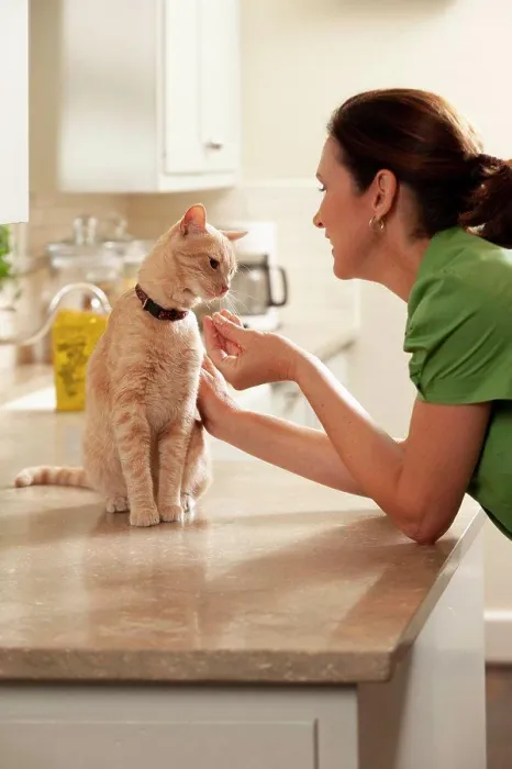 Framed Print : Middle Aged caucasian woman giving her cat a treat in the Kitchen, cat sitting on counter smelling treat in woman's hand Framed Print : Middle Aged caucasian woman giving her cat a treat in the Kitchen, cat sitting on counter smelling treat in woman's hand
