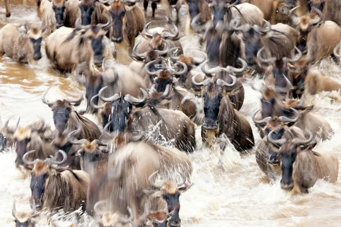 Framed Print : Migratory blue wildebeest (Connochaetes taurinus) crossing the Mara river, Masai Mara National Reserve, Kenya