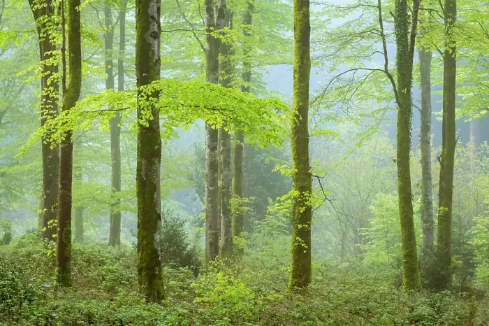 Framed Print : Misty morning in spring in a deciduous woodland, Bodmin, Cornwall, England, United Kingdom, Europe