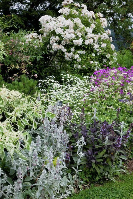 Framed Print : Mixed border in bloom in a garden Framed Print : Mixed border in bloom in a garden