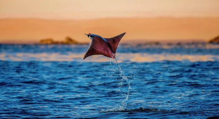Framed Print : Mobula ray is jumps out of the water. Mexico. Sea of Cortez. Cal Framed Print : Mobula ray is jumps out of the water. Mexico. Sea of Cortez. Cal