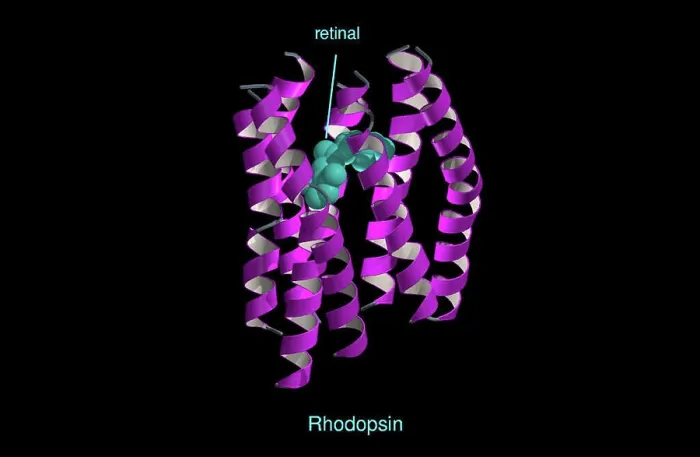 Framed Print : Molecular model of rhodopsin, ribbon diagram Framed Print : Molecular model of rhodopsin, ribbon diagram