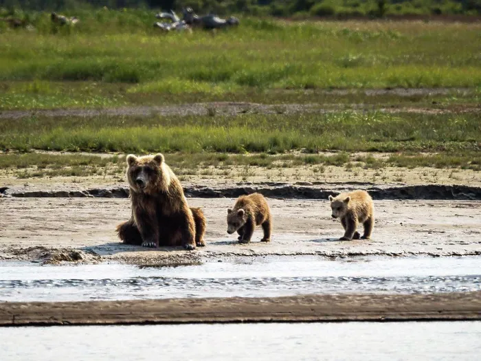 Framed Print : Mom with three cubs, Coastal Brown Bears (Ursus arctos horribilis) along Hallo Creek