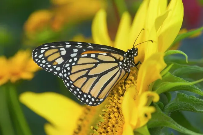 Framed Print : Monarch Butterfly, Danaus plexippus Framed Print : Monarch Butterfly, Danaus plexippus