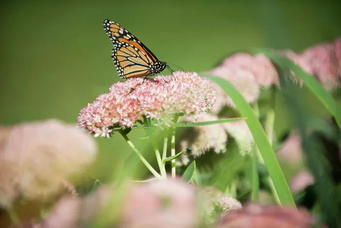 Framed Print : Monarch Butterfly Resting on Pink Flower Cluster Framed Print : Monarch Butterfly Resting on Pink Flower Cluster
