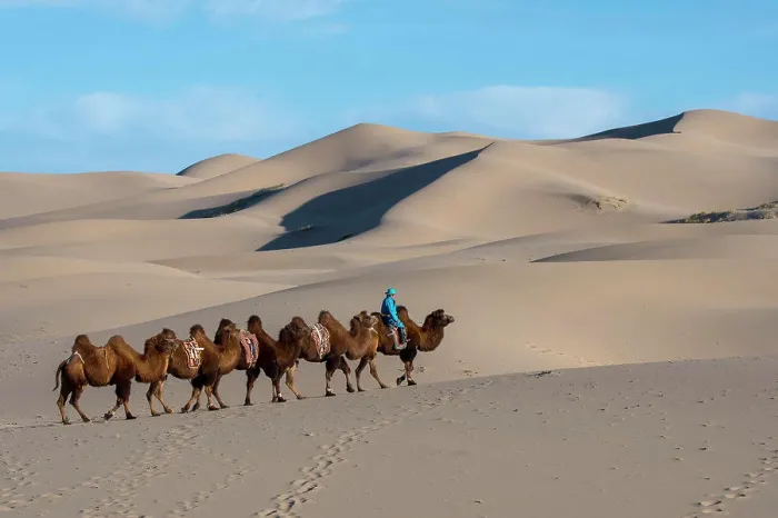 Framed Print : A Mongolian herder is riding with Bactrian camels in the Hongoryn Els sand dunes in the Gobi Desert Framed Print : A Mongolian herder is riding with Bactrian camels in the Hongoryn Els sand dunes in the Gobi Desert
