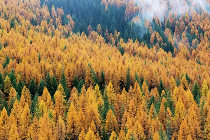 Framed Print : Montana, Lolo National Forest, golden larch trees in fog