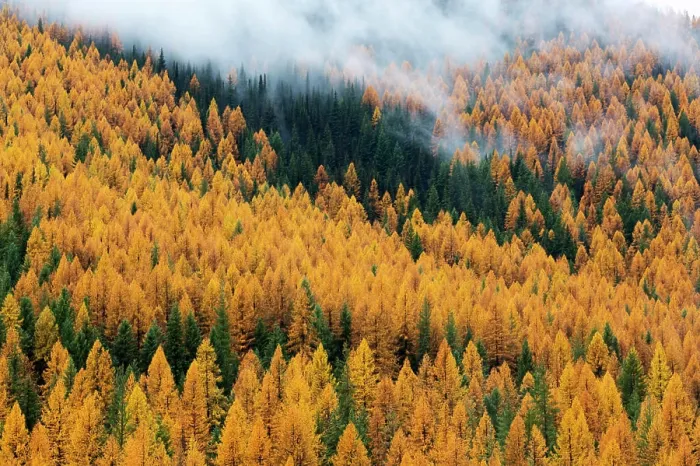 Framed Print : Montana, Lolo National Forest, golden larch trees in fog Framed Print : Montana, Lolo National Forest, golden larch trees in fog