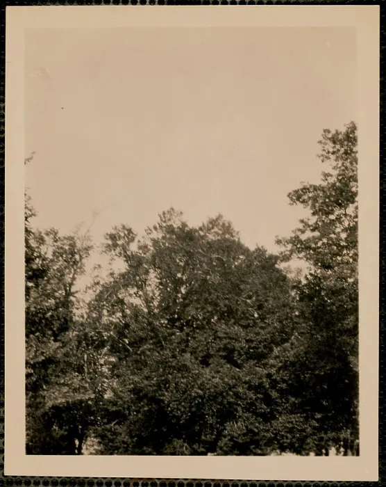 Framed Print : Monte Caro - old tree, Trees. Nicholas Catsimpoolas Collection