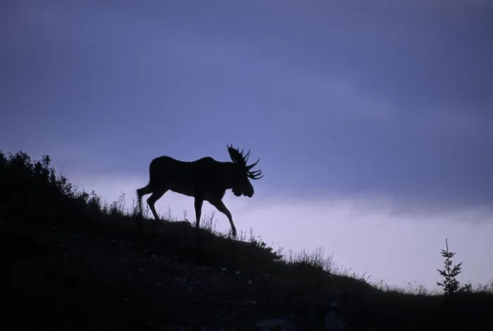 Framed Print : Moose Alces alces Male Silhouette, Autumn, Waterton Lakes National Park, Alberta, Canada