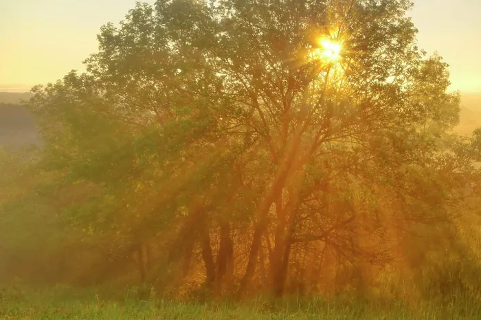 Framed Print : Morning fog bursts through tree on Buck Hill in Theodore Roosevelt National Park, North Dakota, USA Framed Print : Morning fog bursts through tree on Buck Hill in Theodore Roosevelt National Park, North Dakota, USA