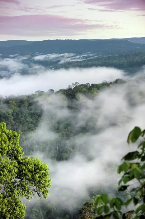 Framed Print : Morning view of lowland dipterocarp forest and mist in the heart of Maliau Basin near Lobah Camp Framed Print : Morning view of lowland dipterocarp forest and mist in the heart of Maliau Basin near Lobah Camp