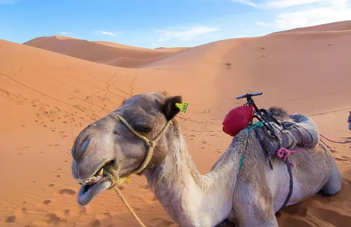 Framed Print : Morocco Sahara Desert sand dunes close up of camel for rides in Las Palmeras area on peaks and sand Framed Print : Morocco Sahara Desert sand dunes close up of camel for rides in Las Palmeras area on peaks and sand