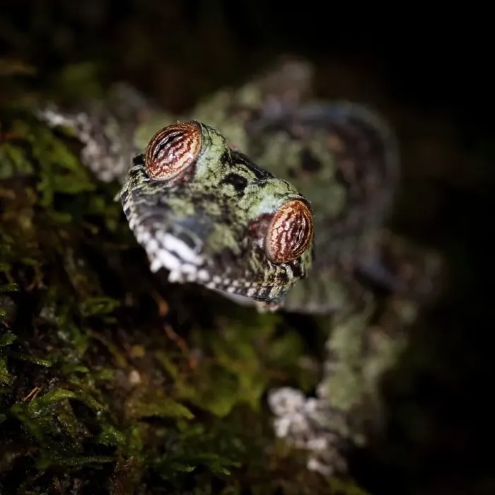 Framed Print : Mossy Leaf-Tailed gecko (Uroplatus sikorae) active in forest understory at night