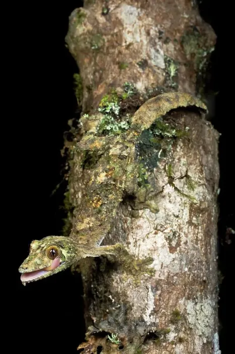 Framed Print : Mossy Leaf-Tailed gecko (Uroplatus sikorae) active at night Framed Print : Mossy Leaf-Tailed gecko (Uroplatus sikorae) active at night