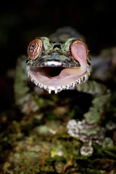 Framed Print : Mossy Leaf-Tailed gecko (Uroplatus sikorae) cleaning eye with tongue in forest understory at night