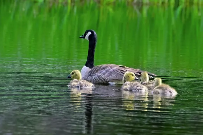 Framed Print : A mother Canada Goose 'Branta canadensis' Framed Print : A mother Canada Goose 'Branta canadensis'