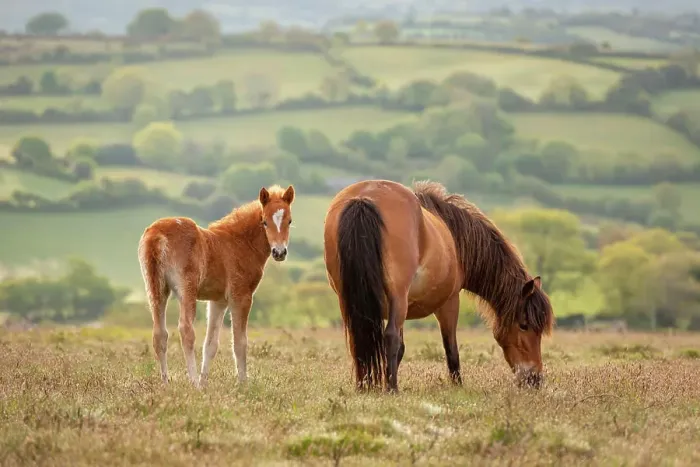 Framed Print : Mother and foal Dartmoor Ponies grazing on the moor, Dartmoor National Park, Devon, England, United Kingdom, Europe Framed Print : Mother and foal Dartmoor Ponies grazing on the moor, Dartmoor National Park, Devon, England, United Kingdom, Europe