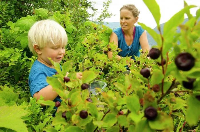Framed Print : A mother and son pick huckleberries near Nelson, British Columbia Framed Print : A mother and son pick huckleberries near Nelson, British Columbia