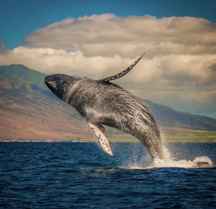 Framed Print : Mother whale fully breaches the water, Maui, Hawaii, United States of America, Pacific