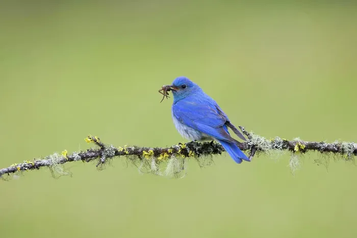 Framed Print : Mountain bluebird (Sialia currucoides) Framed Print : Mountain bluebird (Sialia currucoides)