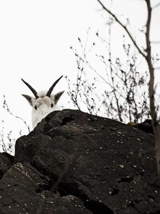 Framed Print : Mountain goats are forced to stay at lower altitudes in the winter compared to the summer because of avalanche danger