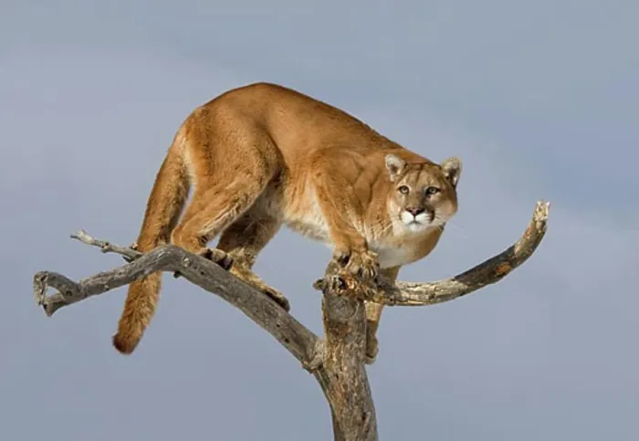 Framed Print : Mountain lion (Puma concolor) standing on a tree Framed Print : Mountain lion (Puma concolor) standing on a tree