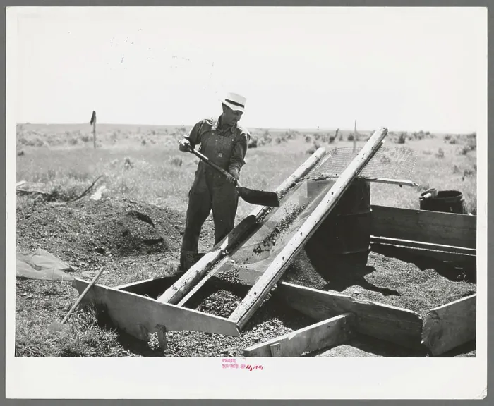 Framed Print : Mr. Browning screening coal which he has salvaged Framed Print : Mr. Browning screening coal which he has salvaged