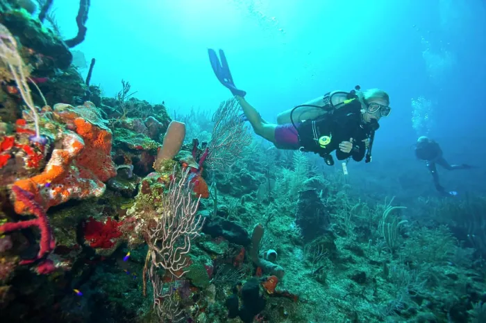 Framed Print : (MR) female scuba diver, North Side of Utila, Bay Islands, Honduras, Central America Framed Print : (MR) female scuba diver, North Side of Utila, Bay Islands, Honduras, Central America