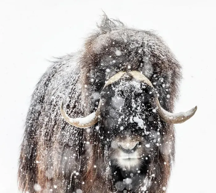 Framed Print : Muskox, Ovibos moschatus, in a winter snowstorm, Manitoba, Canada Framed Print : Muskox, Ovibos moschatus, in a winter snowstorm, Manitoba, Canada