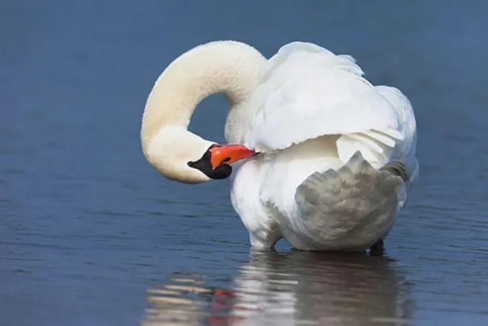 Framed Print : Mute Swan Framed Print : Mute Swan